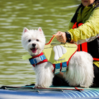 dog life jacket neck support