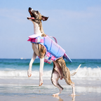 Pet Life Jacket Swim Vest