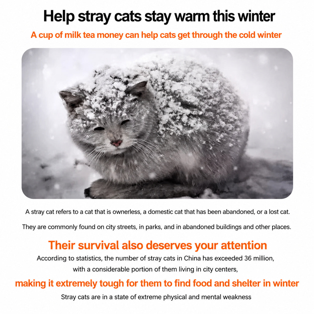 Insulated Outdoor Cat Shelter