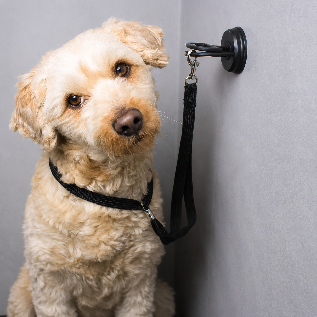 Pet Bath Suction Tether