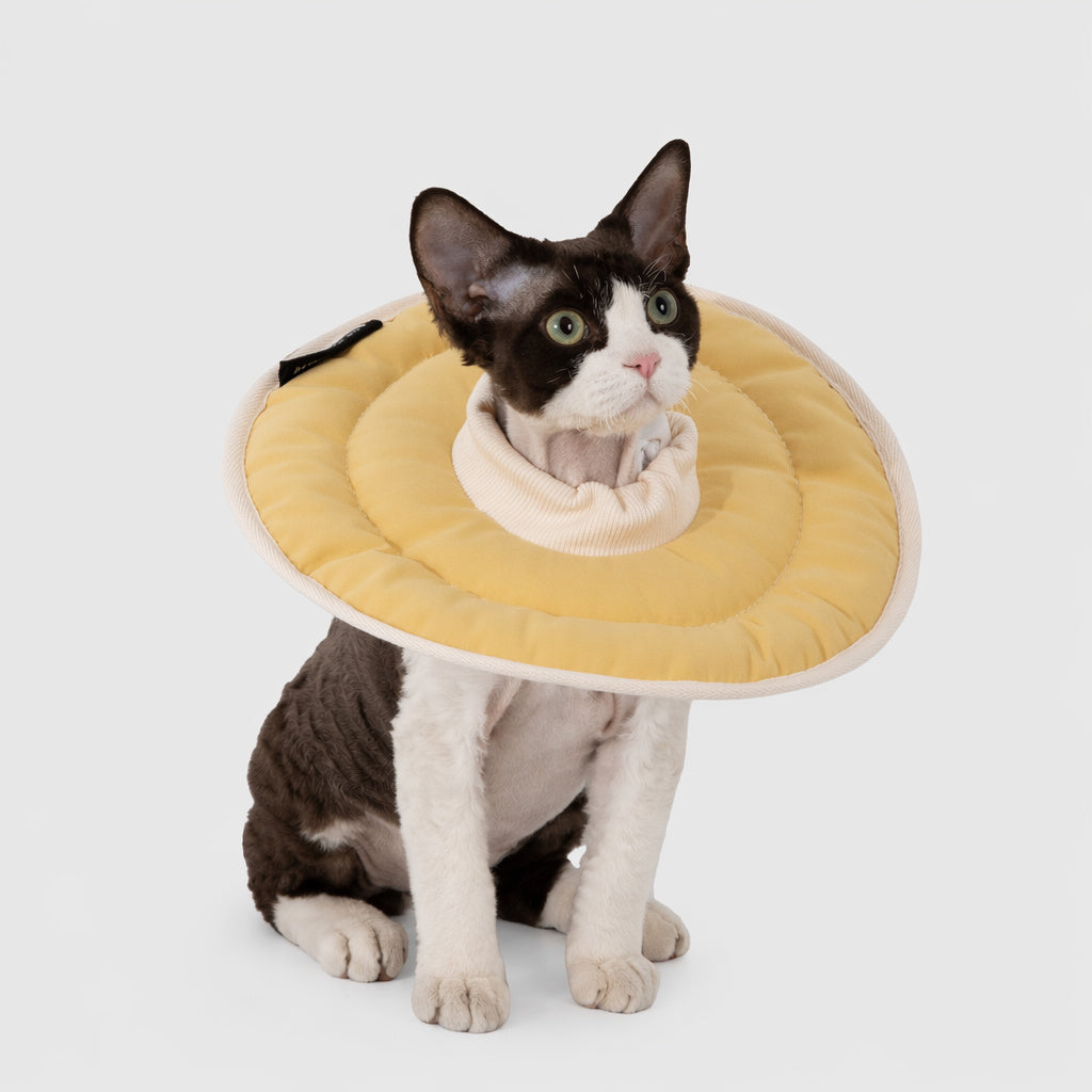 Featherlight Recovery Cat Collar