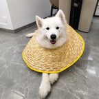 Breezy Recovery Dog Collar