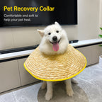 Breezy Recovery Dog Collar