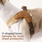 Escape-Proof Harness Leash Set