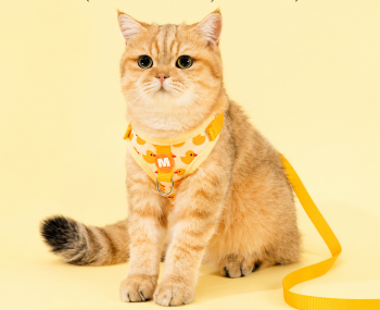 Cat Harness Set With Duck Print