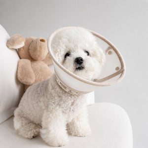 Floral Antibacterial Recovery Collar