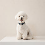 Engraved Leather Pet Collar