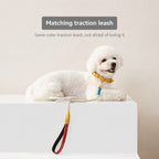 Engraved Leather Pet Collar