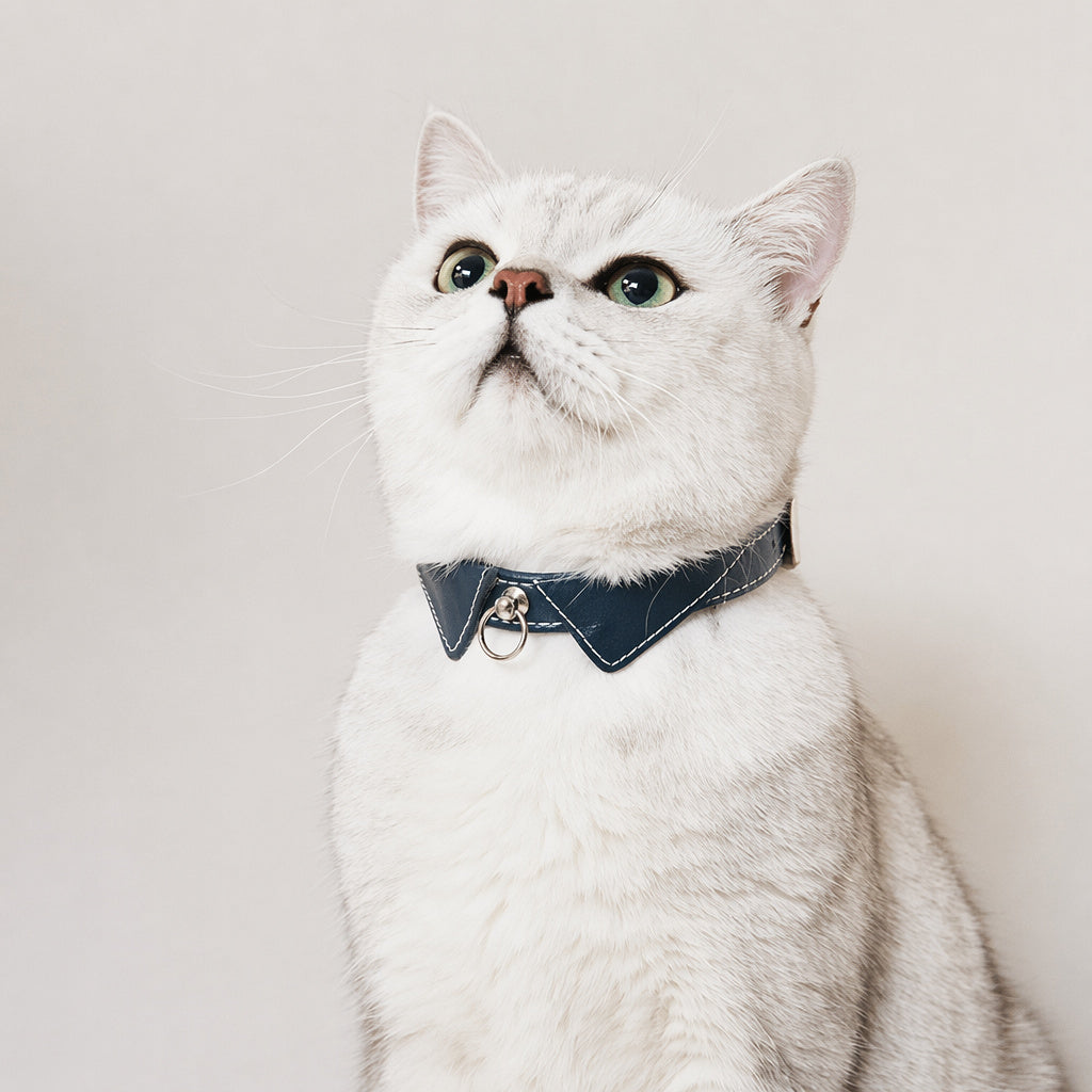 Engraved Leather Pet Collar