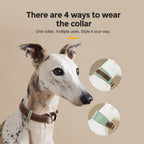 Genuine Leather Sighthound Collar