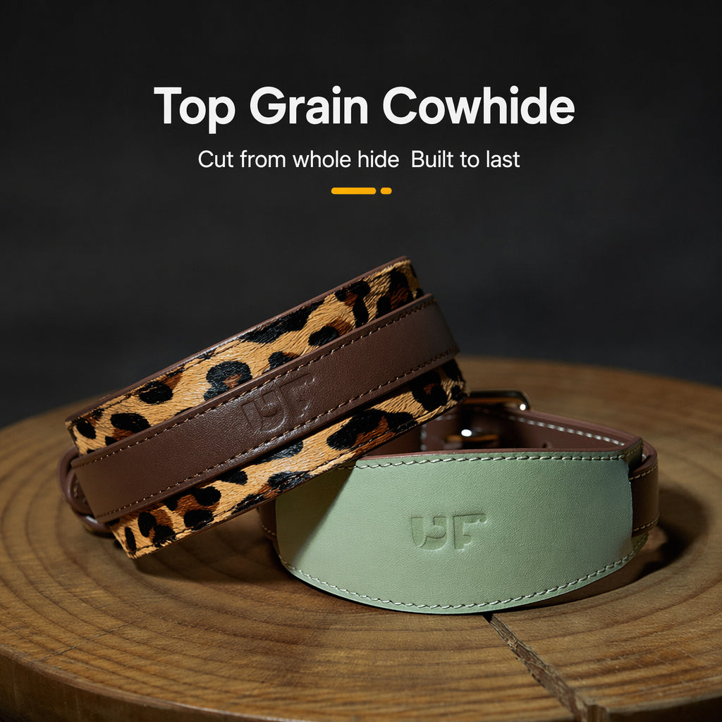 Genuine Leather Sighthound Collar