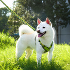 No-escape Dog Harness Leash Set