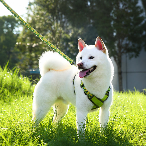No-escape Dog Harness Leash Set