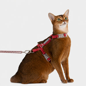 Escape-resistant Cat Harness Set