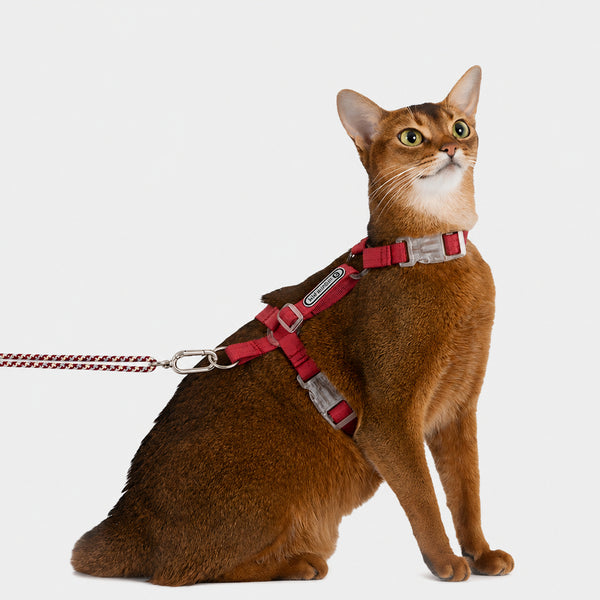 Escape-resistant Cat Harness Set
