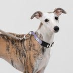No-pull Training Collar