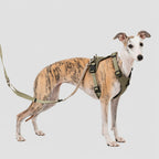 Breathable Mesh No-pull Harness