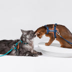 Adjustable Padded Cat Harness Set