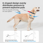 Colorblock Martingale Leash Set