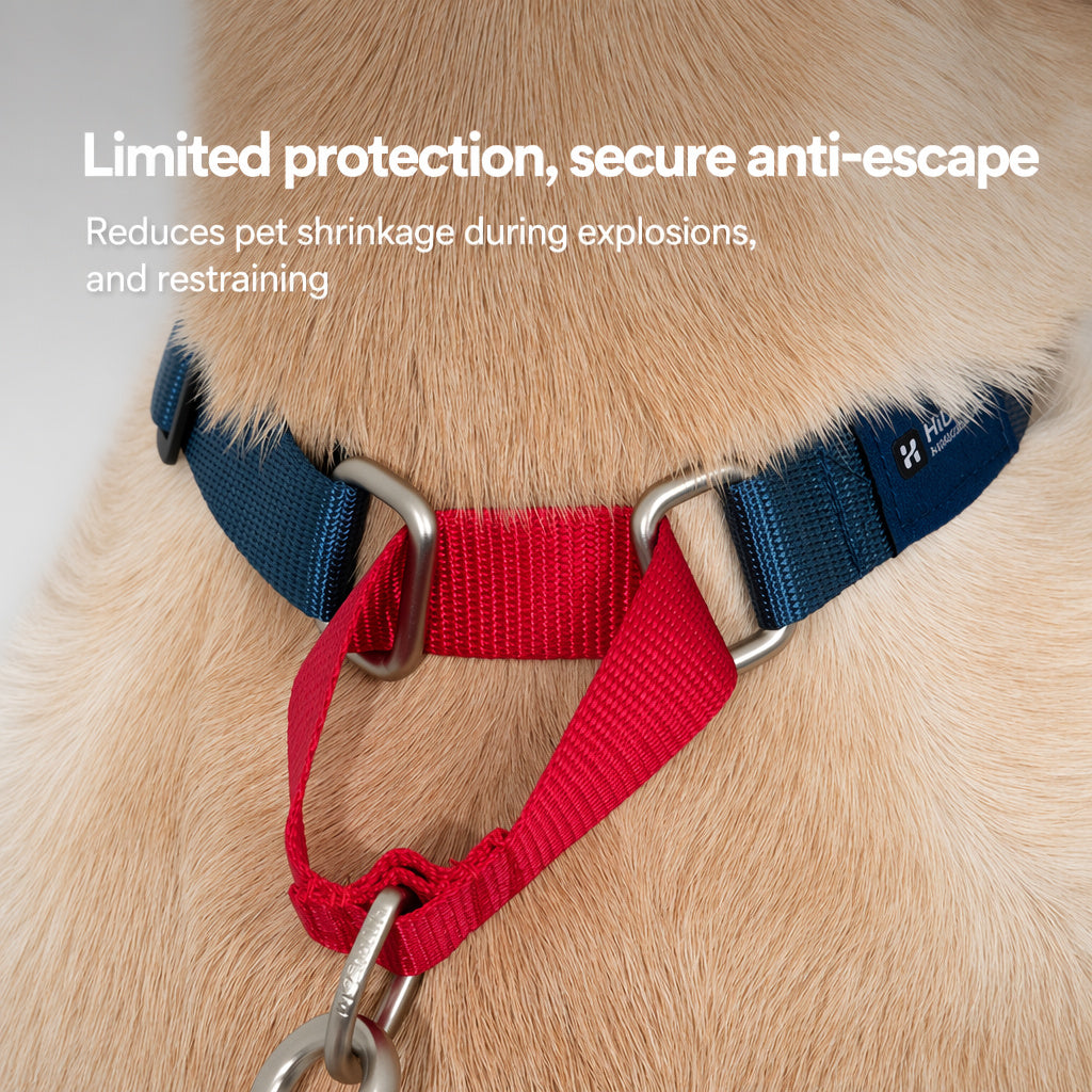 Colorblock Martingale Leash Set