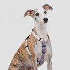Featherlight Escape-proof Harness