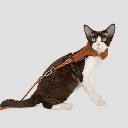 H-frame Harness Leash Set