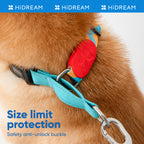 Vibrant Dog Half-collar