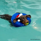 Inflatable Dog Recovery Ring