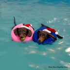 Inflatable Dog Recovery Ring