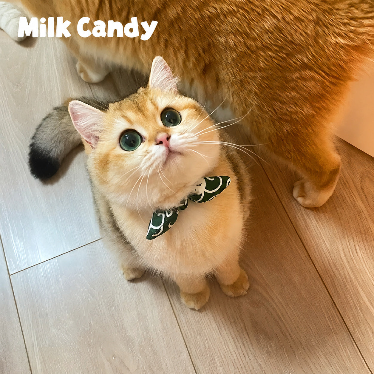 Swirl Bow Bandana Collar