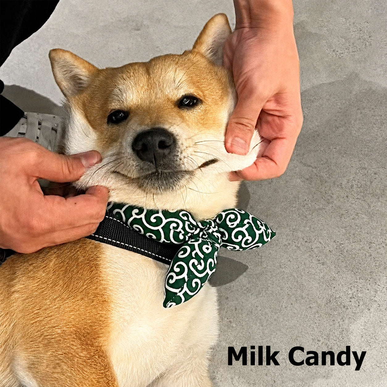 Swirl Bow Bandana Collar