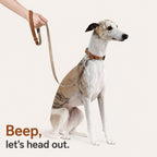 Featherlight Collar Leash Set