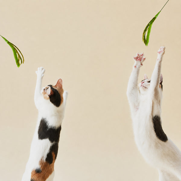 Long-stick Cat Teaser Wand