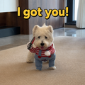 Funny Two-legged Dog Costume