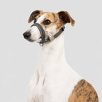 No-pull Headcollar Quick Control