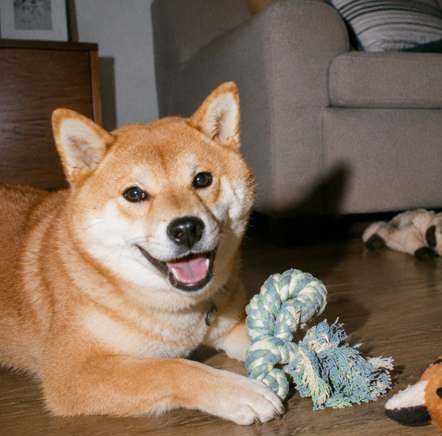 A pet, mid-mischief