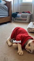 APP2606130456445652_ai-videos-001