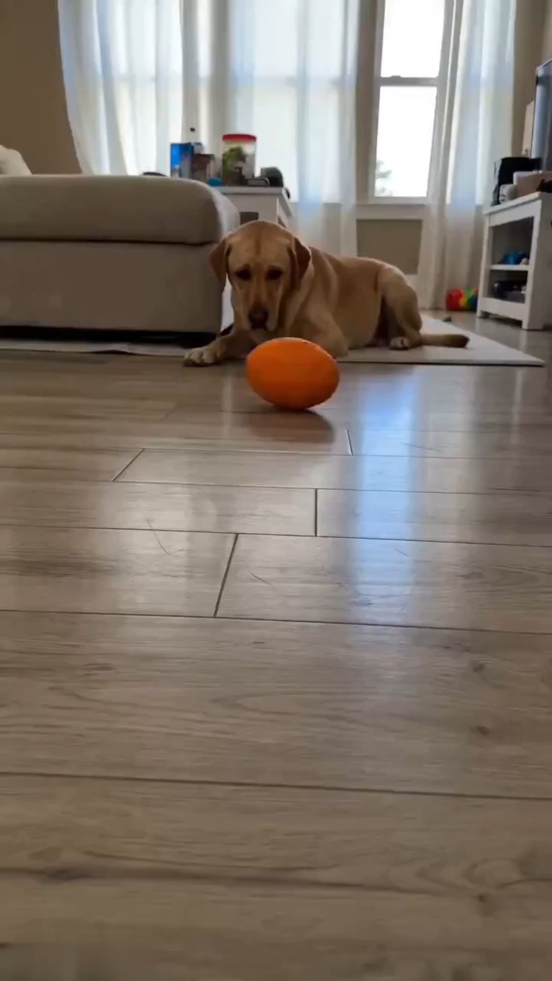 CHW2606130118027648_ai-videos-001